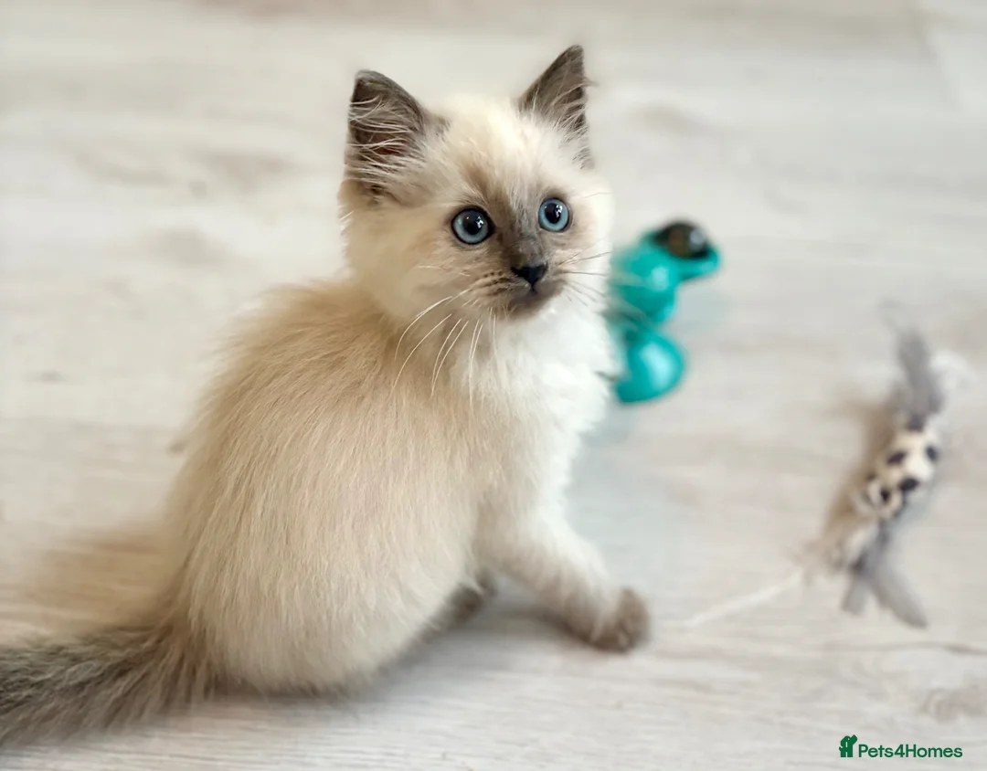Ragdoll cats for sale: Beautiful baby girl - Advert 1