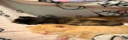 Mixed Breed cats for sale: Kittens for sale in Hounslow - Advert 12