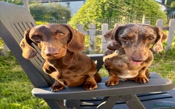 Miniature Dachshund dogs for sale: *READY NOW! 2 STUNNING KC REG MINI DACHSHUND BOYS* - Image 8