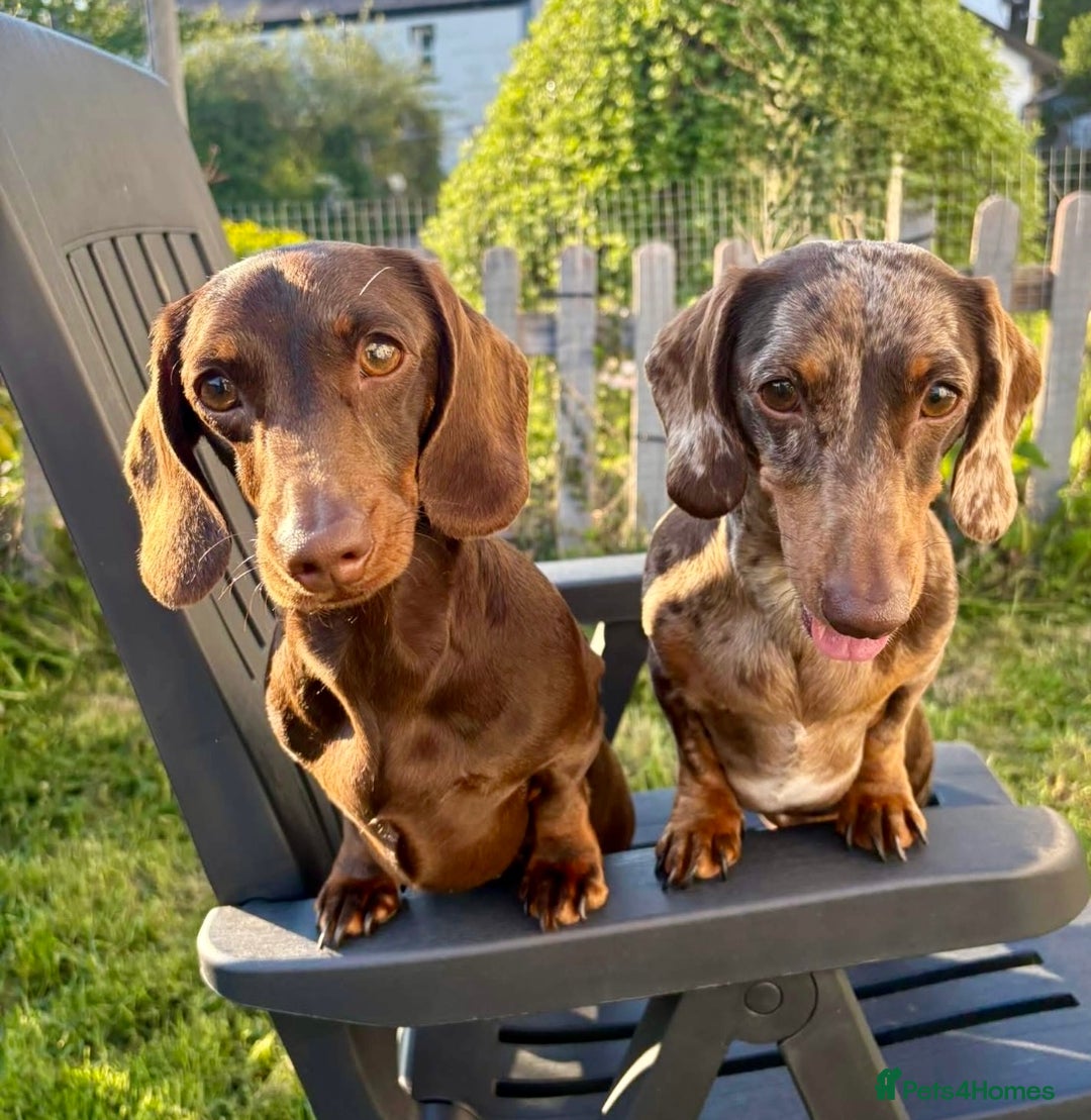 Miniature Dachshund dogs for sale: *READY NOW! 2 STUNNING KC REG MINI DACHSHUND BOYS* - Image 8