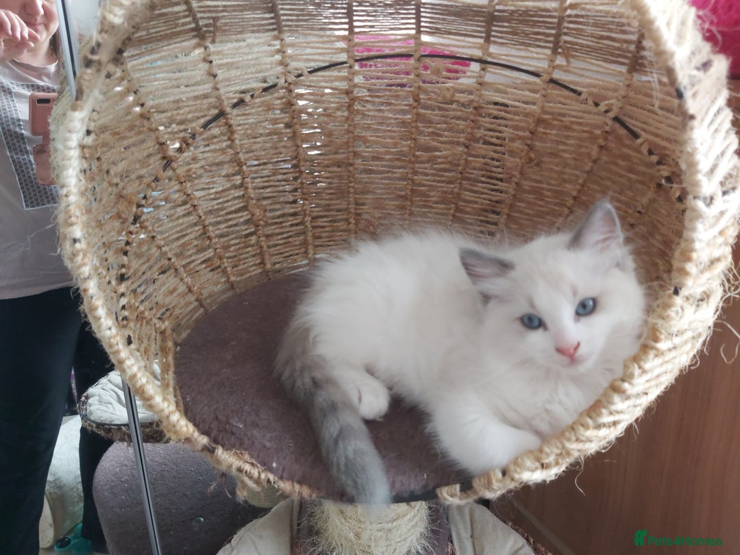 Ragdoll cats for sale: RAGDOLLS BOYS BICOLOUR VACCINATED MICROCHIPED  - Image 27