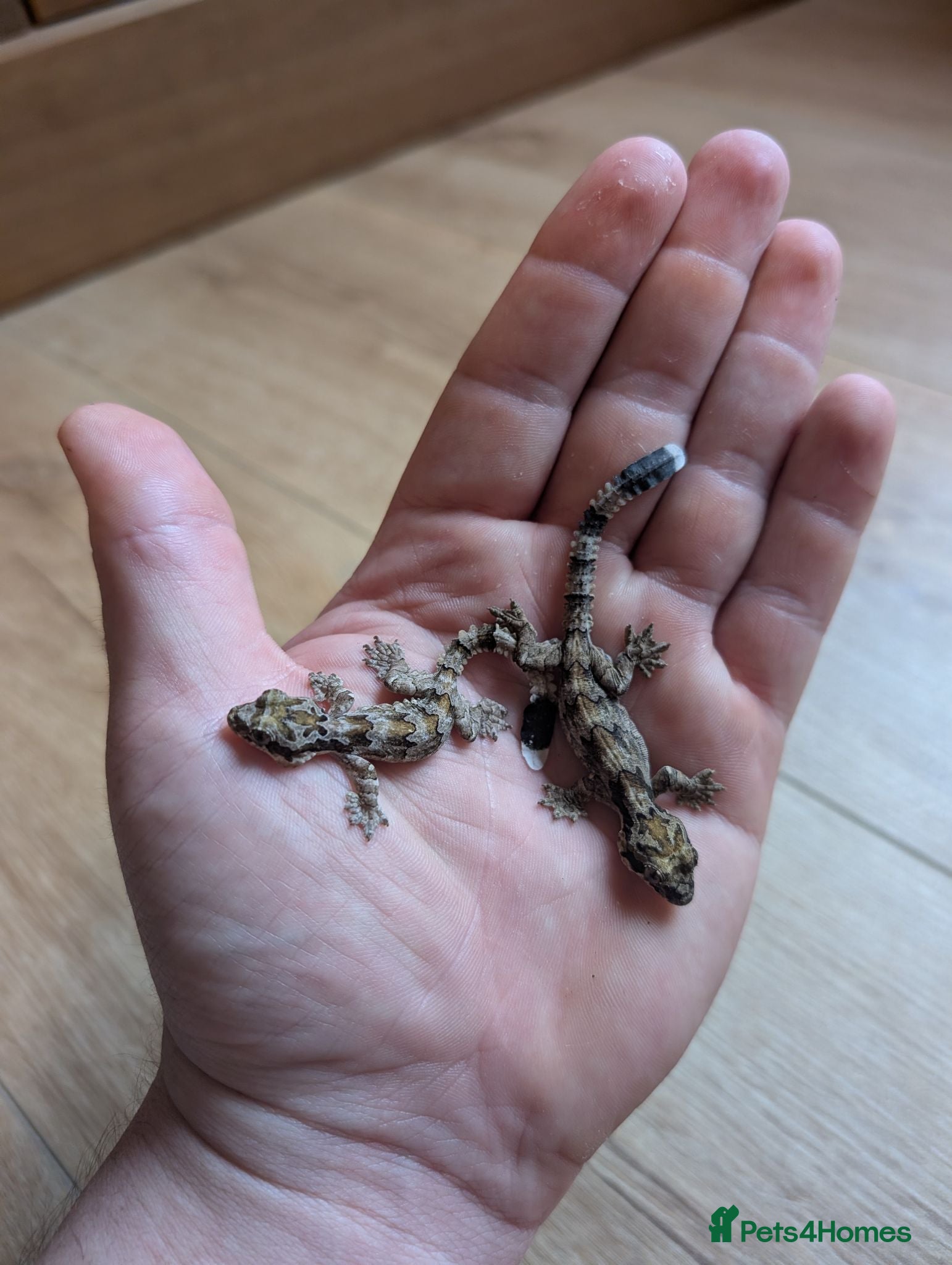 Gecko reptiles Captive-Bred Kuhl's Flying Gecko Babies - Advert 6