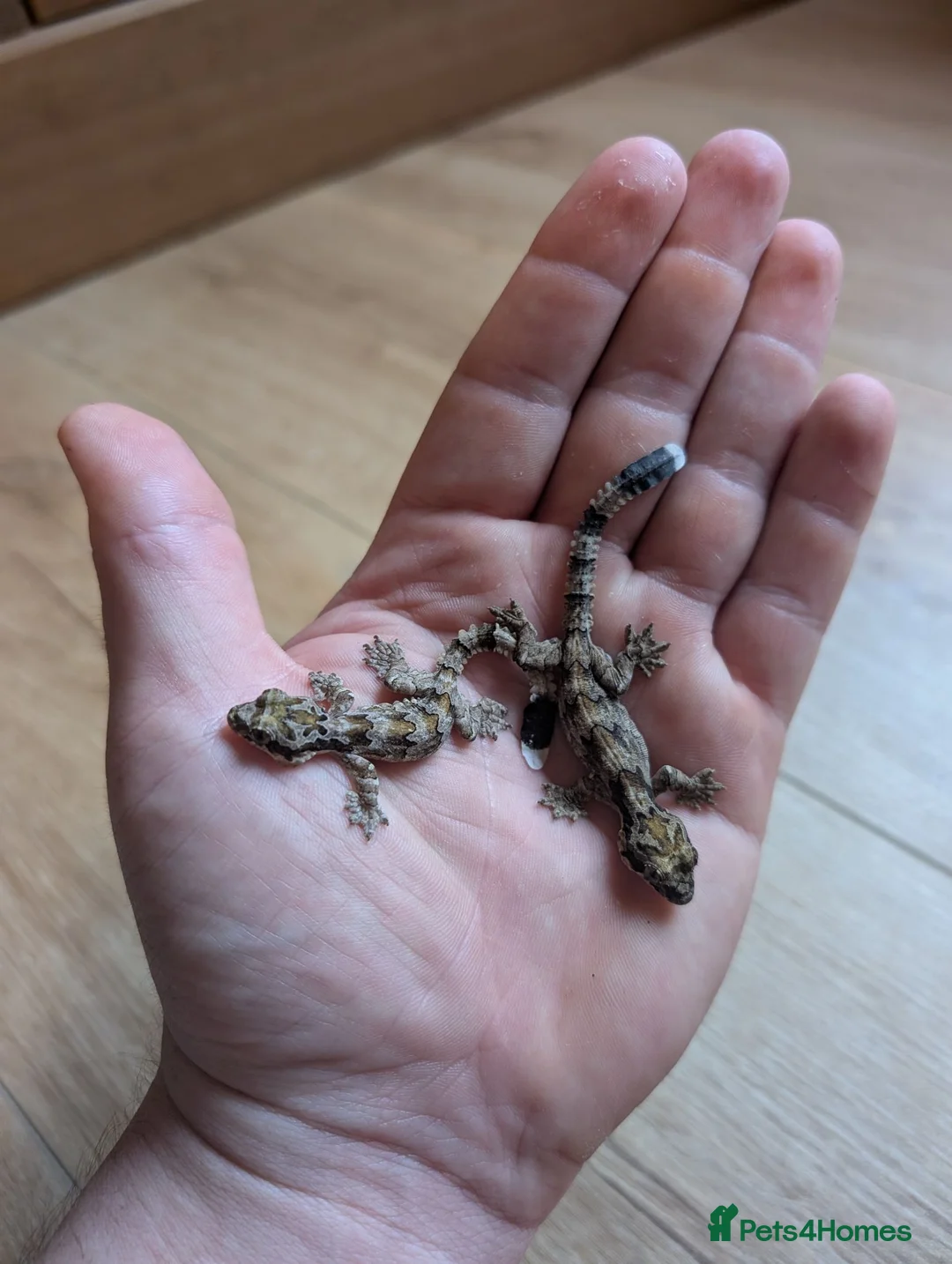 Gecko reptiles for sale: Captive-Bred Kuhl's Flying Gecko Babies - Advert 1