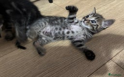Ragdoll cats for sale: Kittens - Image 10