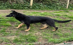 German Shepherd dogs for sale: KC Reg Working Line GSD pups. - Image 6
