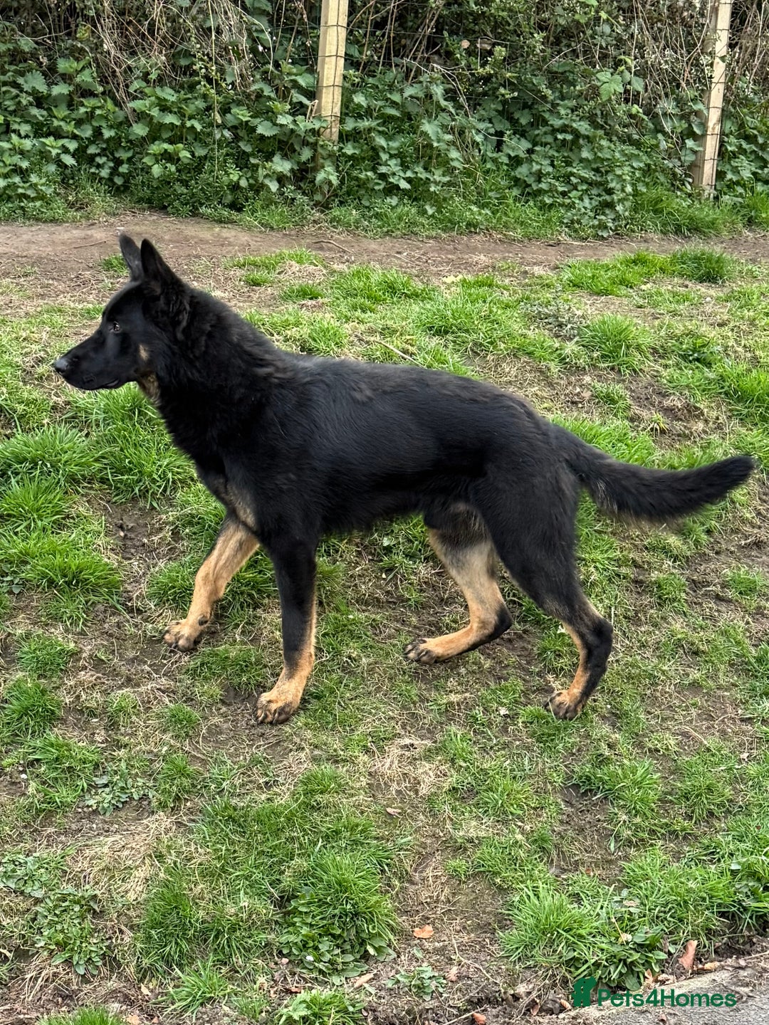 German Shepherd dogs for sale: KC Reg Working Line GSD pups. - Image 6