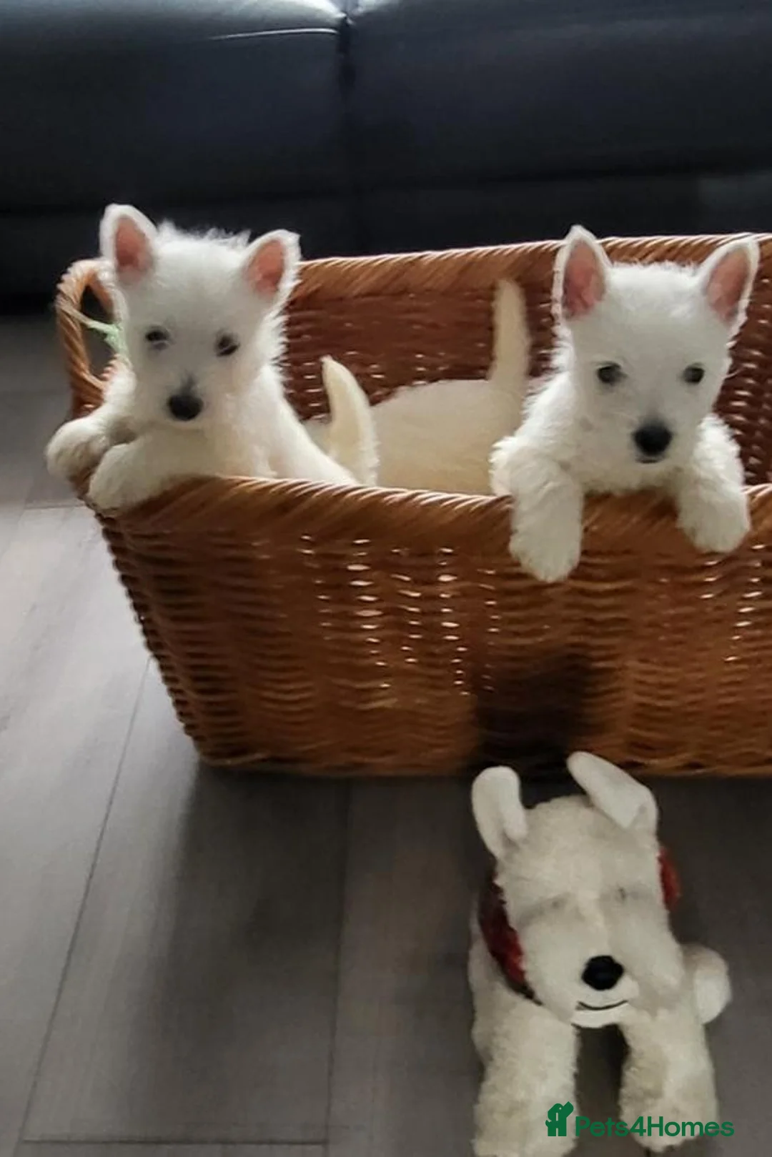 West Highland Terrier dogs for sale: Little White Explorers with a Westie Spirit in Dundee - Advert 2