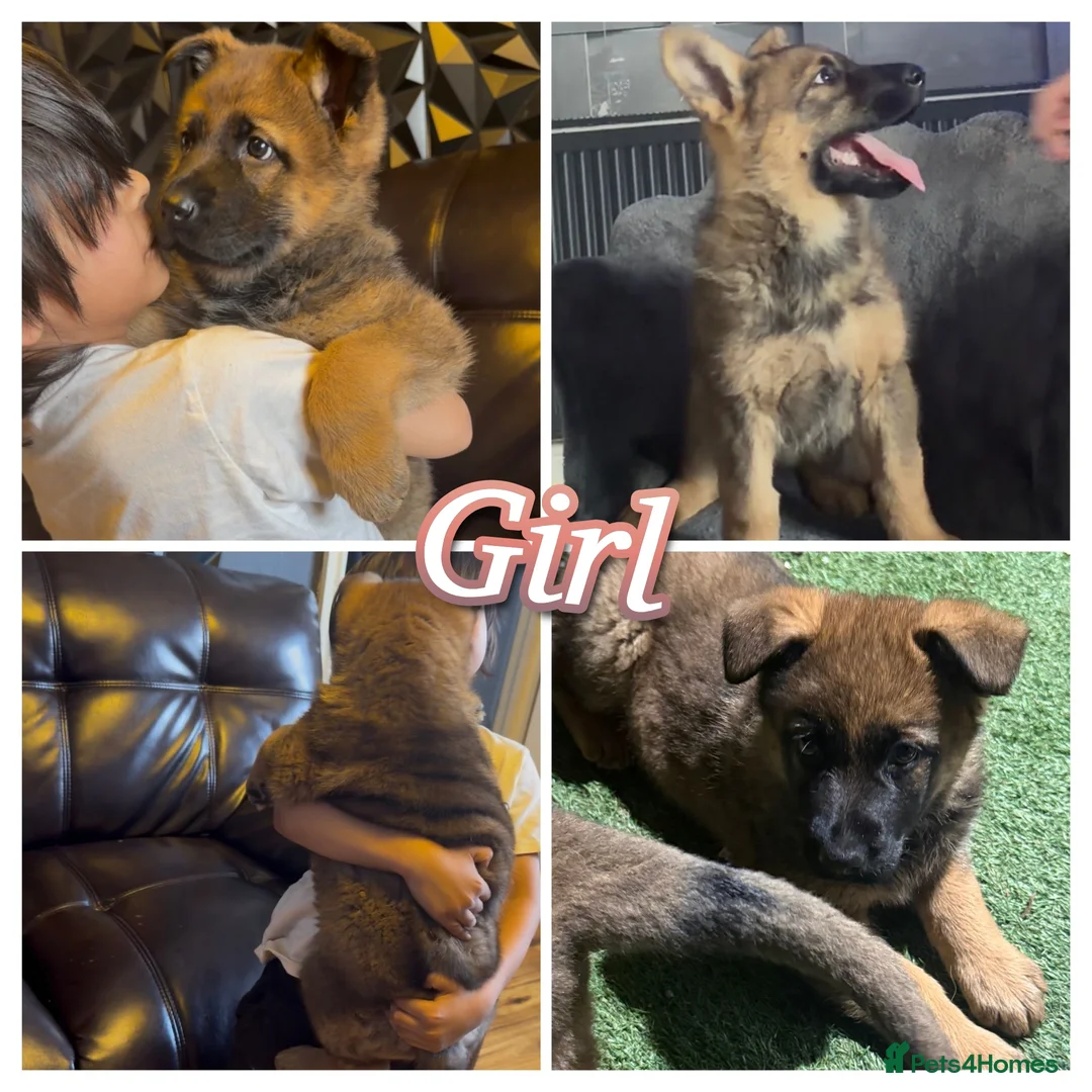 German Shepherd dogs for sale: Stunning Cuddly GSD puppies!  - Advert 7