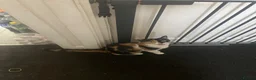 Mixed Breed cats for sale: Kittys kittens  - Advert 16