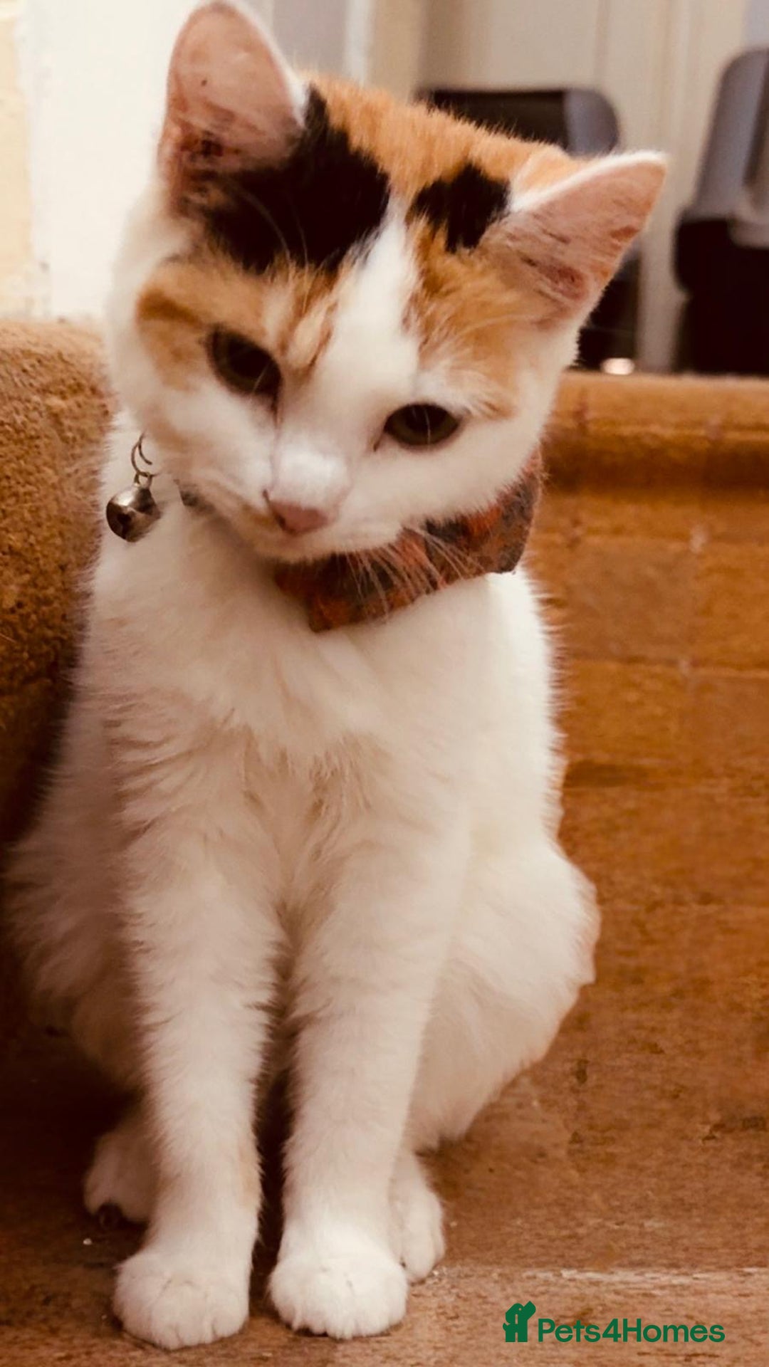 British Shorthair cats for sale: Various Cat / Kittens available  - Image 6