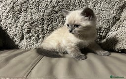 Persian cats for sale: Persian Cross Kittens ready to leave today  - Image 4
