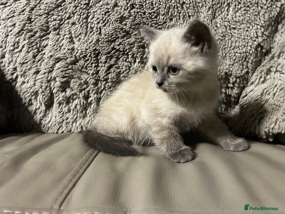 Persian cats for sale: Persian Cross Kittens ready to leave today  - Image 4