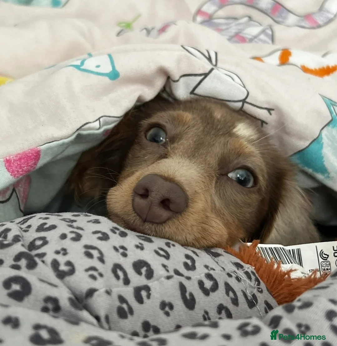 Miniature Dachshund dogs for sale: Beautiful miniature dachshund girl  - Advert 5
