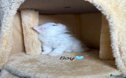 Persian cats for sale: Purebred Persian Kittens Rare White Coat&Blue Eyes - Image 5
