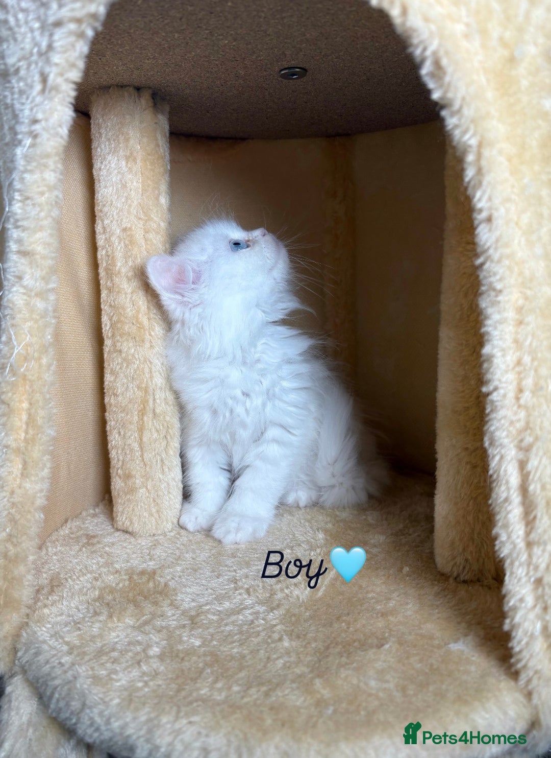 Persian cats for sale: Purebred Persian Kittens Rare White Coat&Blue Eyes - Image 5
