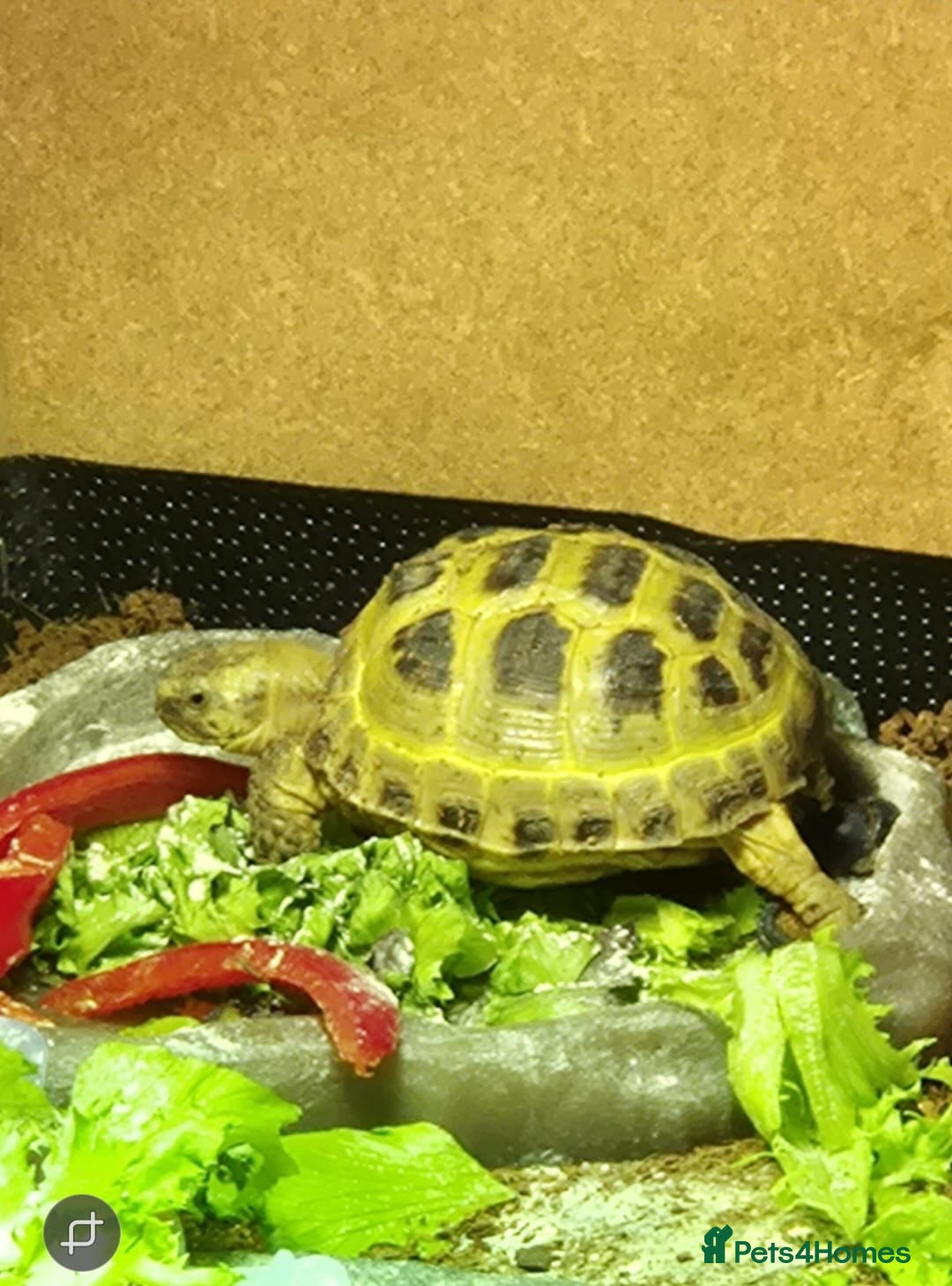 Tortoise reptiles Horsefield tortoise and enclosure - Advert 11