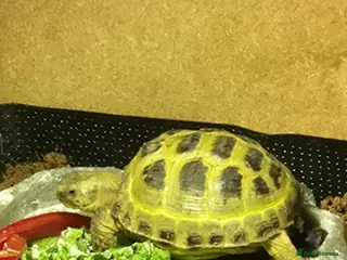 Tortoise reptiles Horsefield tortoise and enclosure - Advert 11