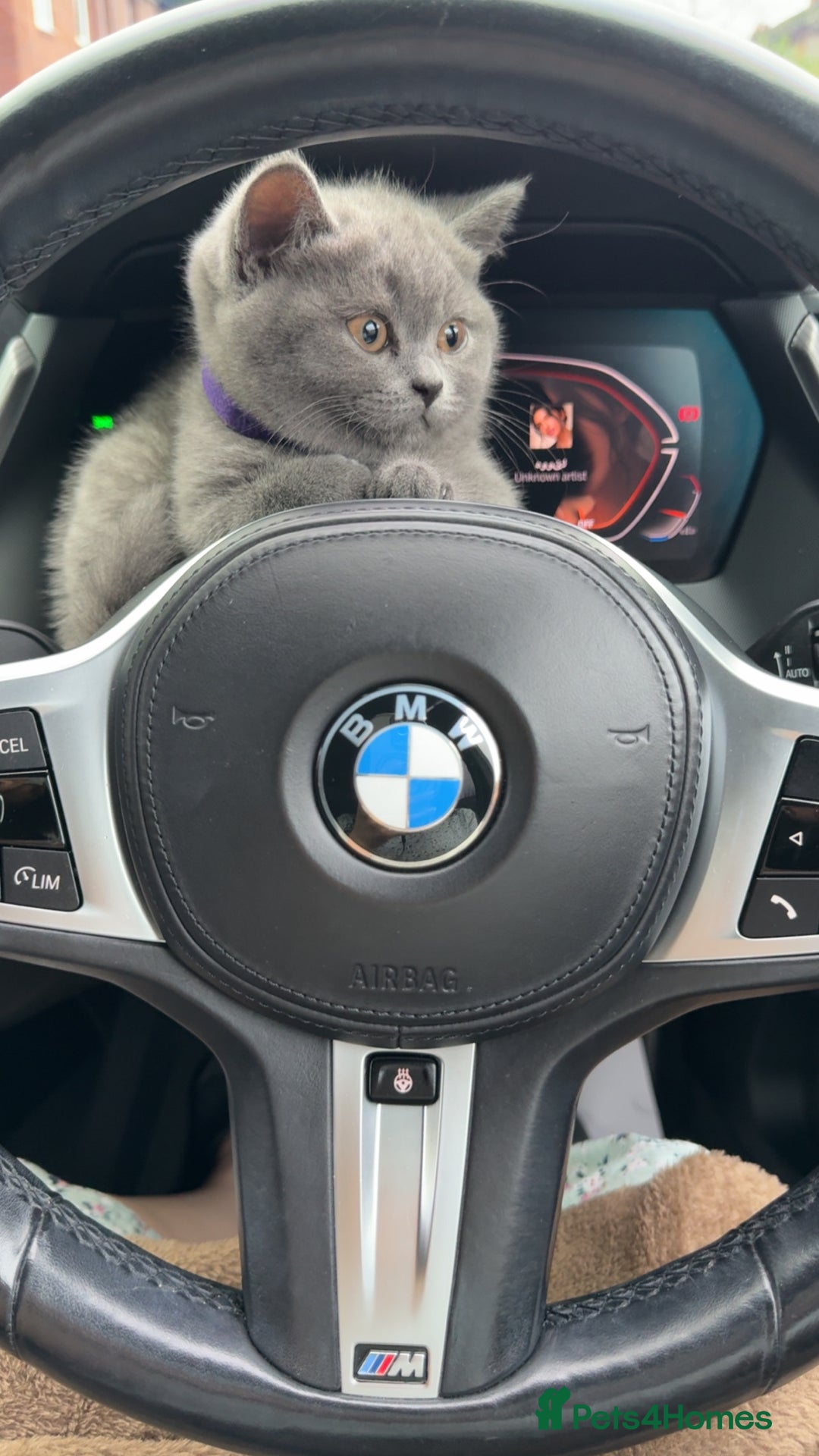 British Shorthair cats for sale: British shorthair kitten boy  - Advert 4