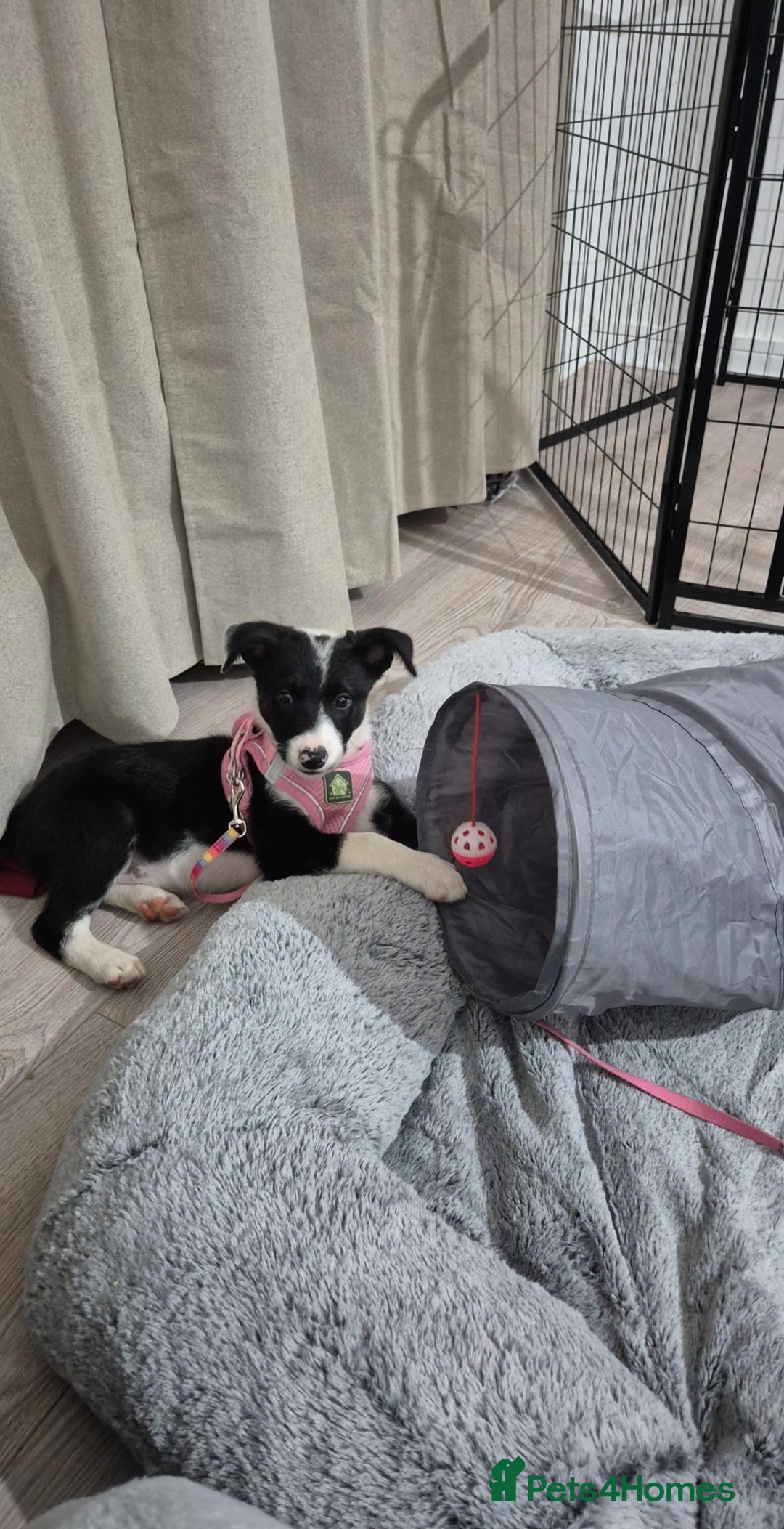 Border Collie dogs for sale: Ember border collie girl. PLEASE READ 🩷 - Image 1