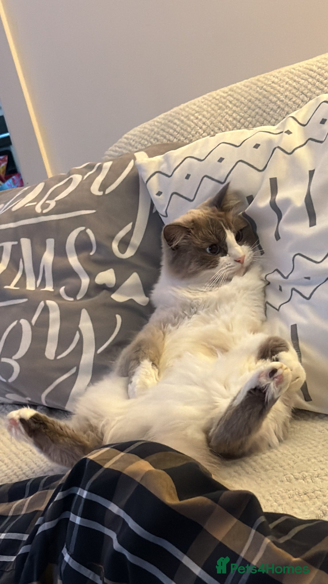 Ragdoll cats Alfie is looking for a new home - Advert 1