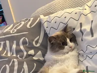 Ragdoll cats Alfie is looking for a new home - Advert 1