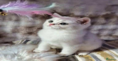 British Shorthair cats - Advert 15