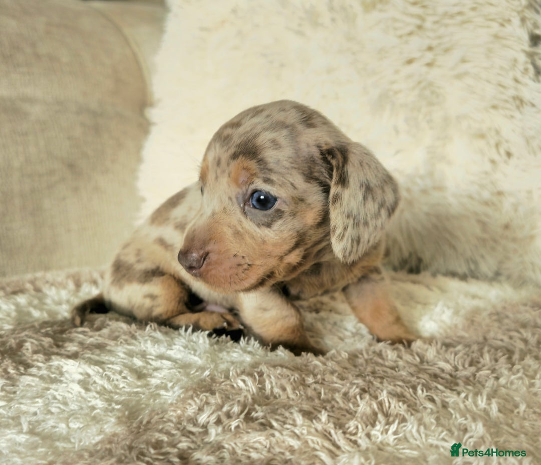 Miniature Dachshund dogs for sale: MINI DACHSHUNDS READY 20TH DEC  - Advert 32