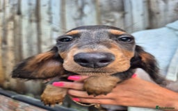 Miniature Dachshund dogs for sale: Miniature dachshund puppies  - Image 7
