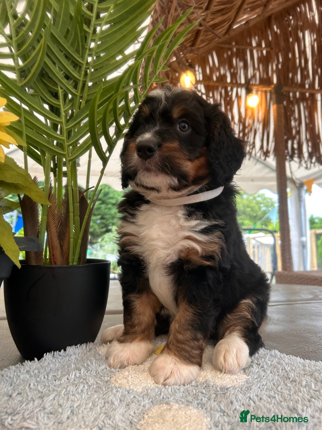 Bernedoodle dogs for sale: Curtabemdoodles Bernedoodles  - Image 12