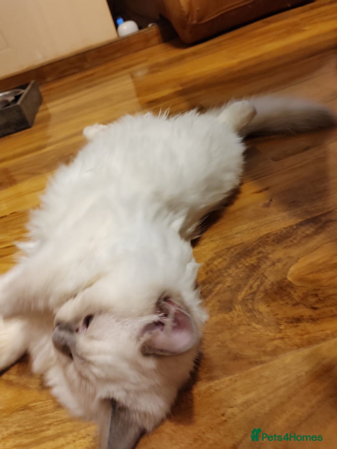 Ragdoll cats for sale: GCCF Registered Kittens*Ready to go*ONE BOY LEF* - Advert 5