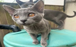 Asian cats for sale: Last Blue Asian boy ready for a loving family - Image 4