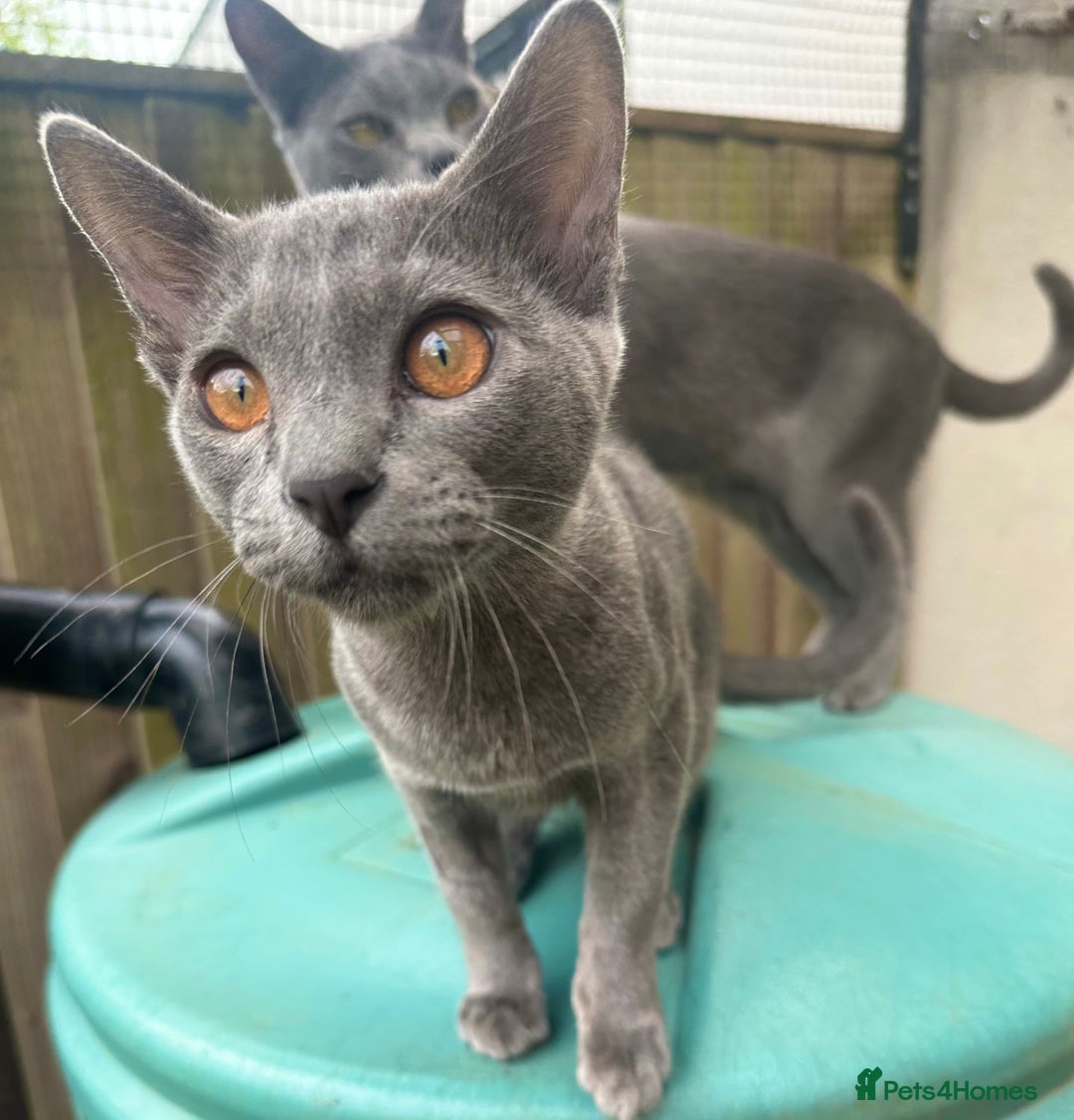 Asian cats for sale: Last Blue Asian boy ready for a loving family - Image 4