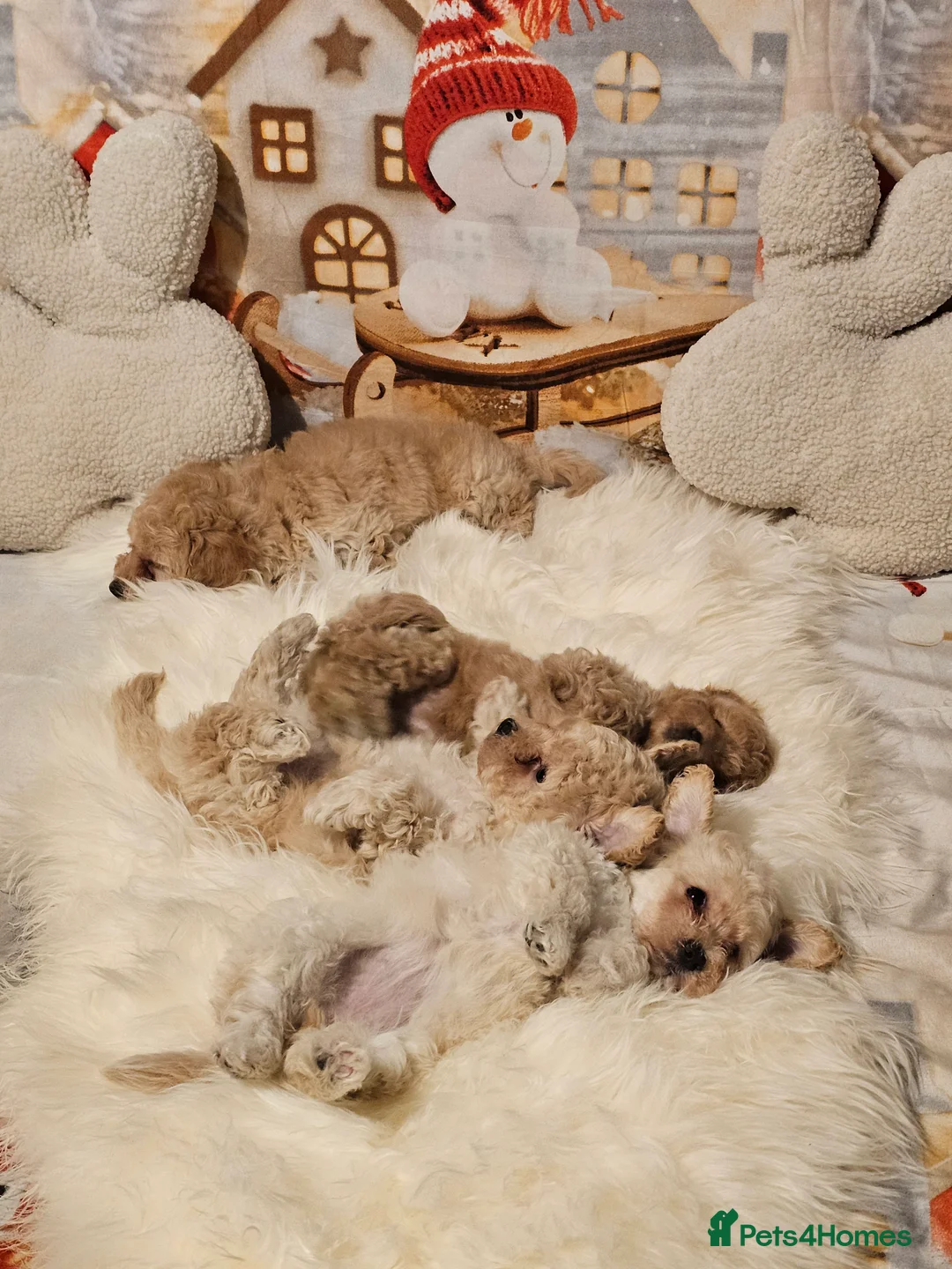 Maltipoo dogs for sale: 🐶 Beautiful Apricot Maltipoo Puppies for Sale 🐶 - Advert 21
