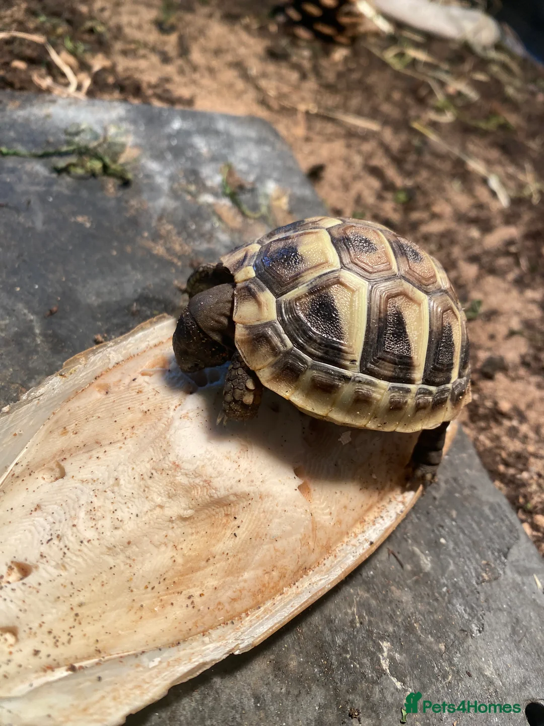 Hermann Tortoise reptiles for sale: Hermannes hatchlings - Advert 4