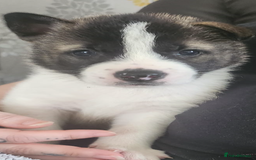 Akita dogs for sale: Akita pups Ready to leave 1st August  in Runcorn - Image 3