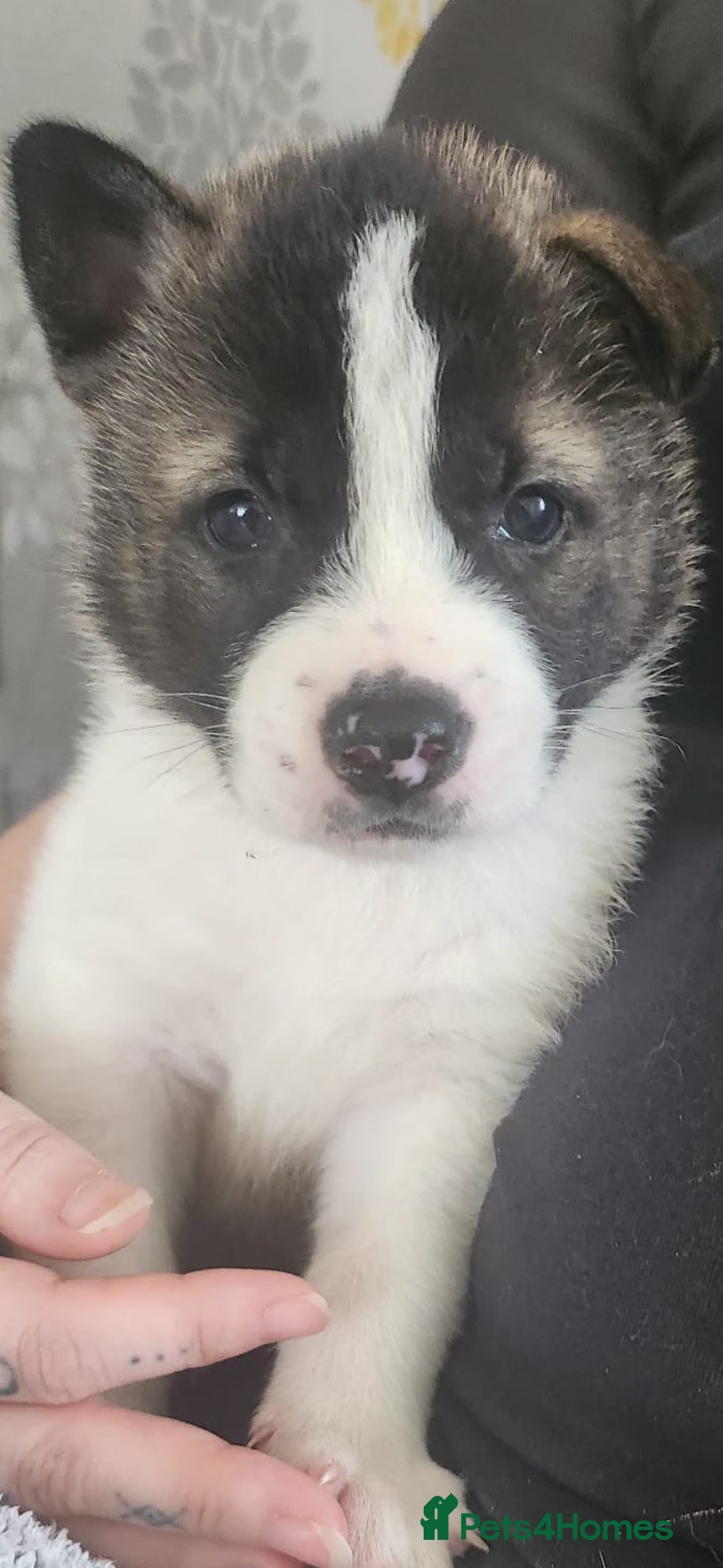 Akita dogs for sale: Akita pups Ready to leave 1st August  in Runcorn - Image 3