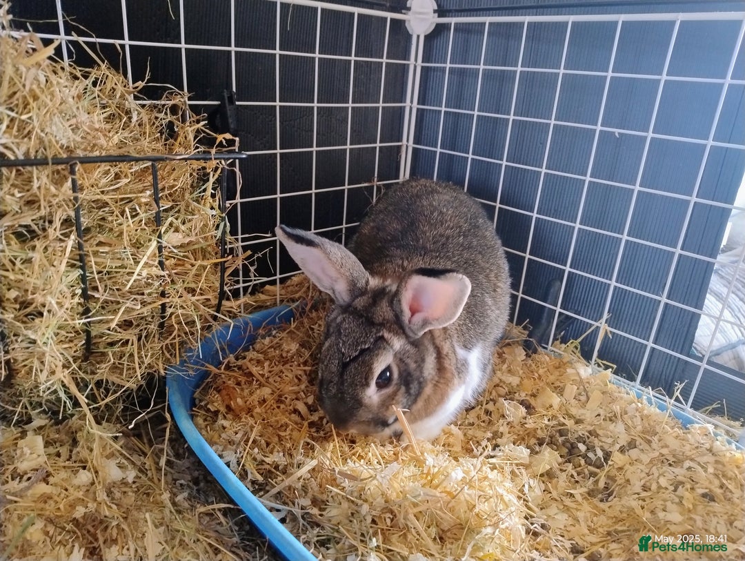 English rabbits for sale: Bonded MF bunnies - Image 5