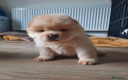 Chow Chow dogs for sale: Chow chow puppies for sale - Image 4