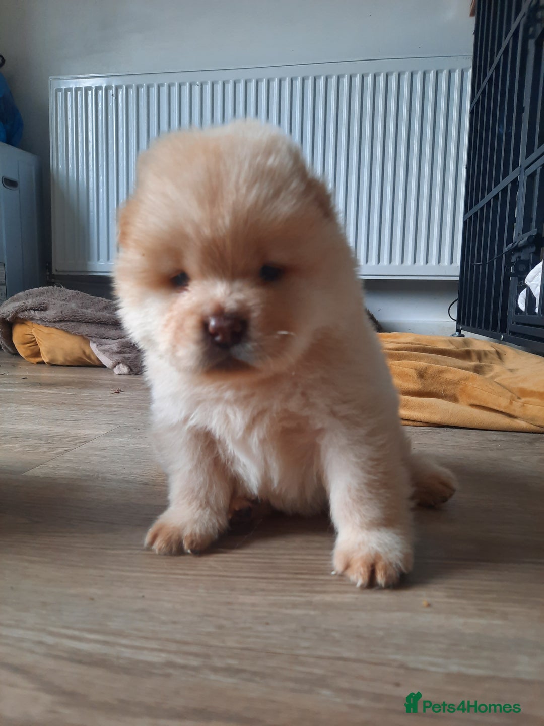 Chow Chow dogs for sale: Chow chow puppies for sale - Image 4