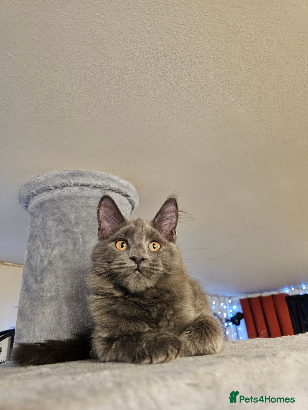 Maine Coon cats for sale: 🔥*STUNNING Litter of 6 Solid*💎*Blue Maine Coon💎 - Advert 16