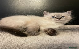 Ragdoll cats for sale: Last boy girl Hcm pkd so loving  playful cutie  - Image 13