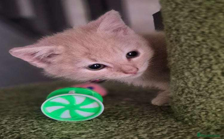 Persian cats - Advert 1