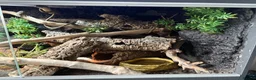 Corn Snake reptiles for sale: Corn snake + full Vivarium setup  in Alva - Advert 7