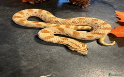 Snake reptiles for sale: Cb25 Hognose snakes AMAZING  - Image 10