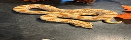 Snake reptiles for sale: Cb25 Hognose snakes AMAZING  - Advert 10