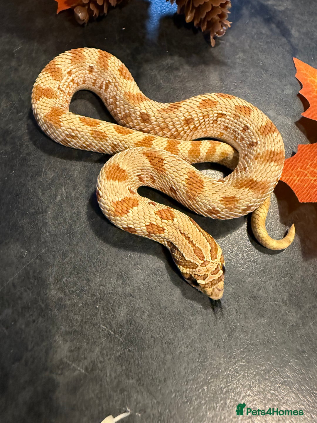 Snake reptiles for sale: Cb25 Hognose snakes AMAZING  - Image 10