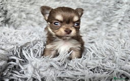 Chihuahua dogs for sale: Beautiful fluffy long haired chihuahuas - Image 32