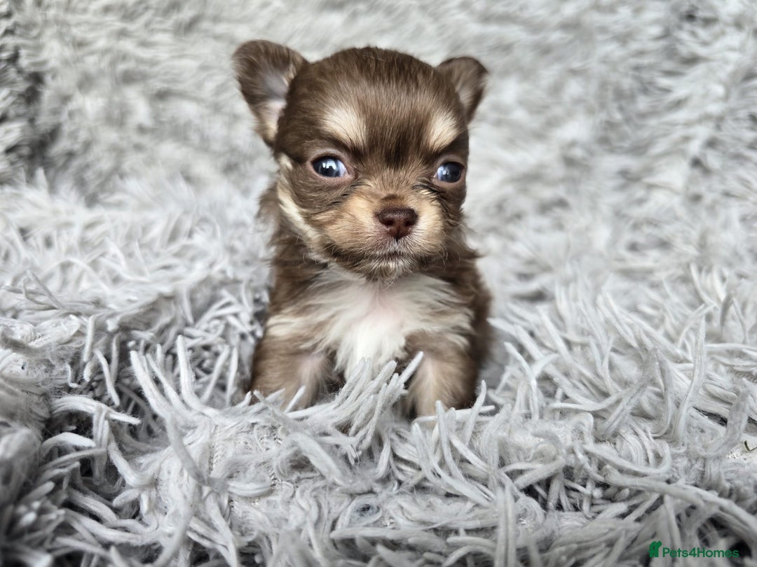 Chihuahua dogs for sale: Beautiful fluffy long haired chihuahuas - Image 32