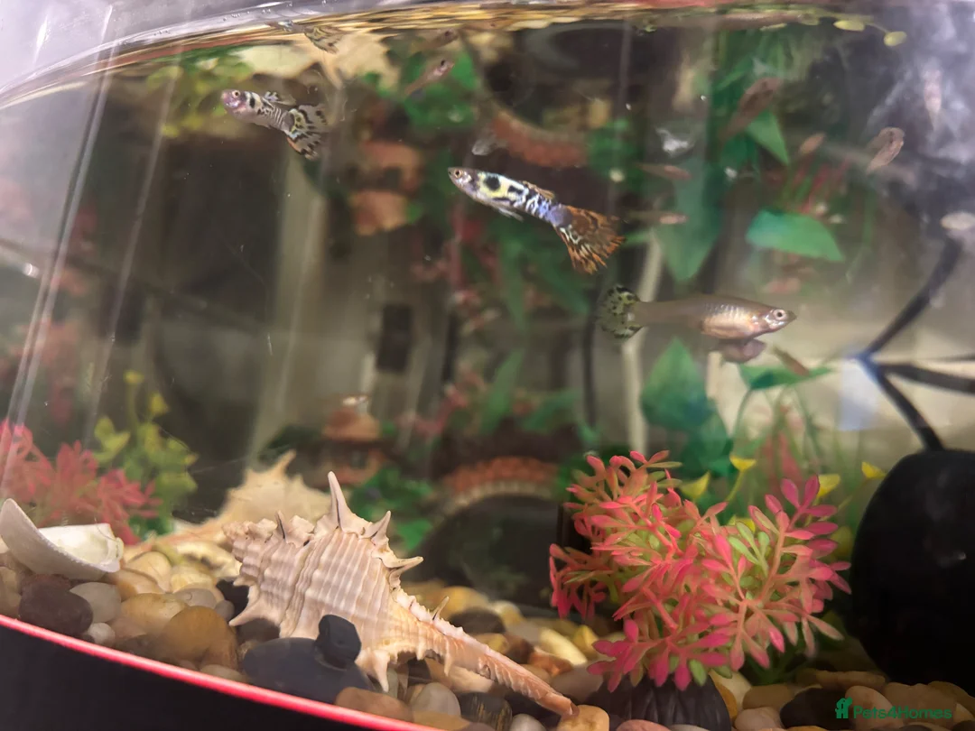Tetras fish for sale: Guppies in Bishop Auckland - Advert 1