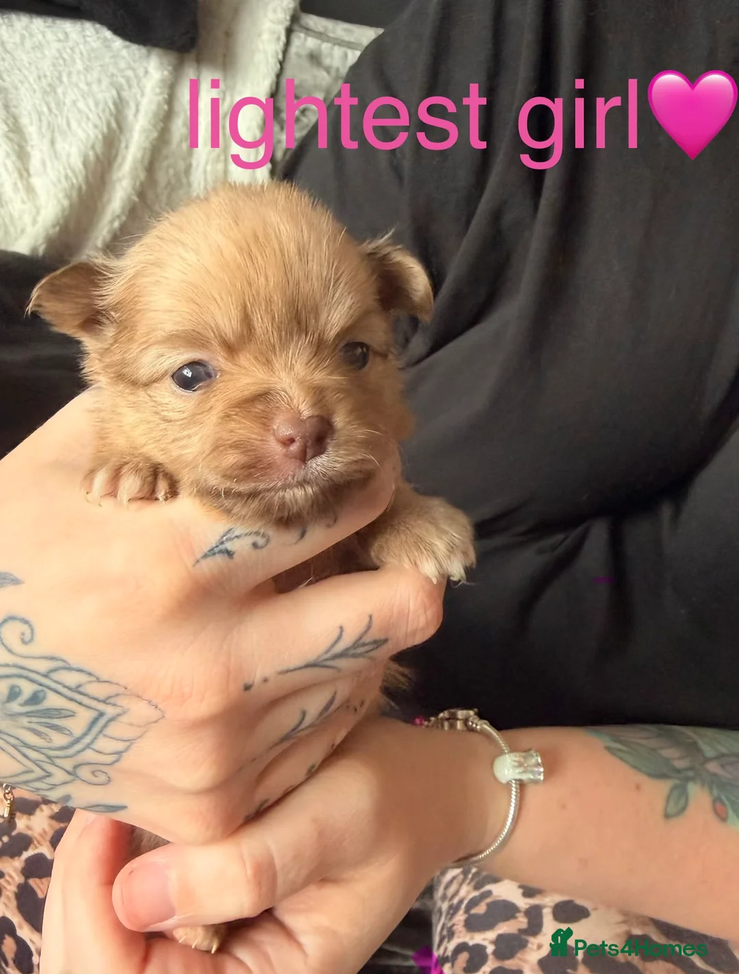 Pomeranian dogs for sale: 5 Pom Girls🩷 in Leek - Advert 2